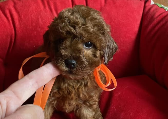 TOY POODLE YAVRULAR